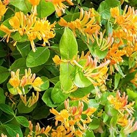Lonicera henryi Copper Beauty Noble® (PBR)