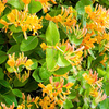 Lonicera henryii Plant - Copper Beauty