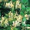 Lonicera japonica Plant – Halliana 2 Litre Pot x 1