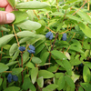 Lonicera kamtschatica Plant - Blue Velvet