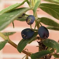 Lonicera kamtschatica Plant - Duet