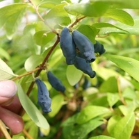 Lonicera kamtschatica Plant - Eisbär®