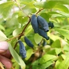 Lonicera kamtschatica Plant - Eisbär®