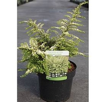 Lonicera nitida 