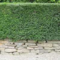 Lonicera nitida Bare Roots - 20cm+ x 25