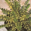 Lonicera nitida 