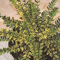 Lonicera nitida 