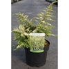 Lonicera nitida Plant - 