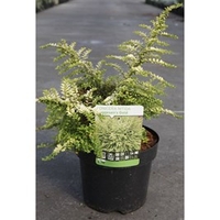Lonicera nitida Plant - 