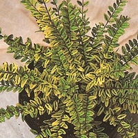 Lonicera nitida Plant - 