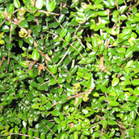 Lonicera nitioda Potted Plants - 20cm+ x 10