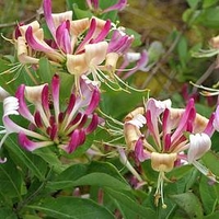 Lonicera Periclymenum - Fragrant Cloud