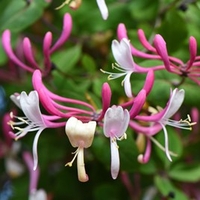 Lonicera Periclymenum. Belgica