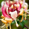 Lonicera periclymenum Plant - Chojnow® (Serotina)