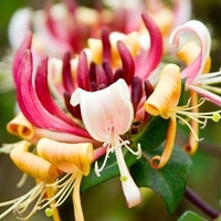 Lonicera periclymenum Plant - Chojnow® (Serotina)
