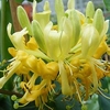 Lonicera periclymenum Scentsation