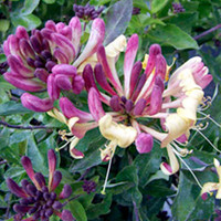 Lonicera Plant - Chic and Choc