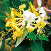 Lonicera Plant - Scentsation