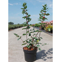 Lonicera tatarica Plant - Arnold Red