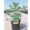 Lonicera tatarica Plant - Hack