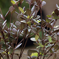 Lophomyrtus x Ralphii Plant - Red Dragon
