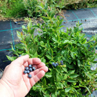 Lowberry Blueberry Plant - Little Blue Wonder