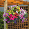 Lucky Dip Basket and Container Plants