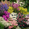 LUCKY DIP Perennial Potted Plants - AAE14