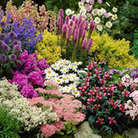 LUCKY DIP Perennial Potted Plants - AAE14