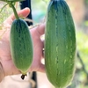 Luffa Cylindrica Plants