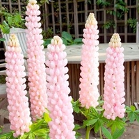 Lupin Plant - Blossom