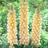 Lupin Plant - Cashmere Cream