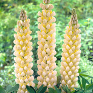 Lupin Plant - Cashmere Cream