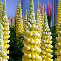 Lupin Plant - Desert Sun