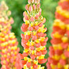 Lupin Plant - Gladiator