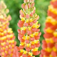 Lupin Plant - Gladiator