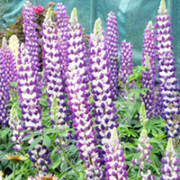 Lupin Plant - Jupiter