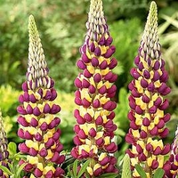 Lupin Plant - Manhattan Lights