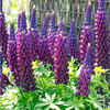 Lupin Plant - Masterpiece