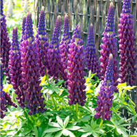 Lupin Plant - Masterpiece