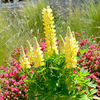 Lupin Plant - Mini Gallery Yellow