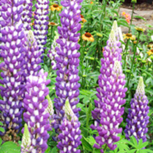 Lupin Plant - Purple Swirl