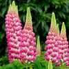 Lupin Plant - Rachel De Thame