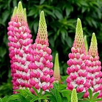 Lupin Plant - Rachel De Thame