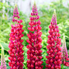 Lupin Plant - Red Rum