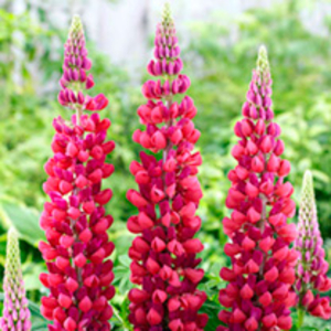 Lupin Plant - Red Rum