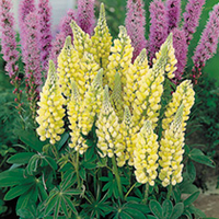 Lupin Plant - Russell Hybrid Chandelier