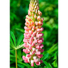 Lupin Plant - Russell Hybrid La Chatelaine