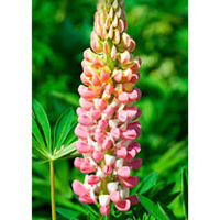 Lupin Plant - Russell Hybrid La Chatelaine
