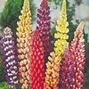Lupin Plant - Russell Hybrid Mix